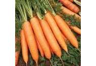Бангор F1 - морква, 100 000 насіння (1,8-2,0 мм), Bejo Голландія фото, цiна